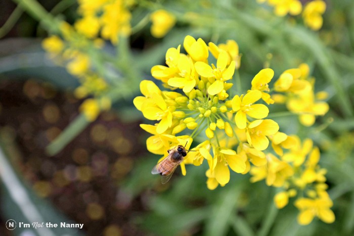 Bees from White House Garden