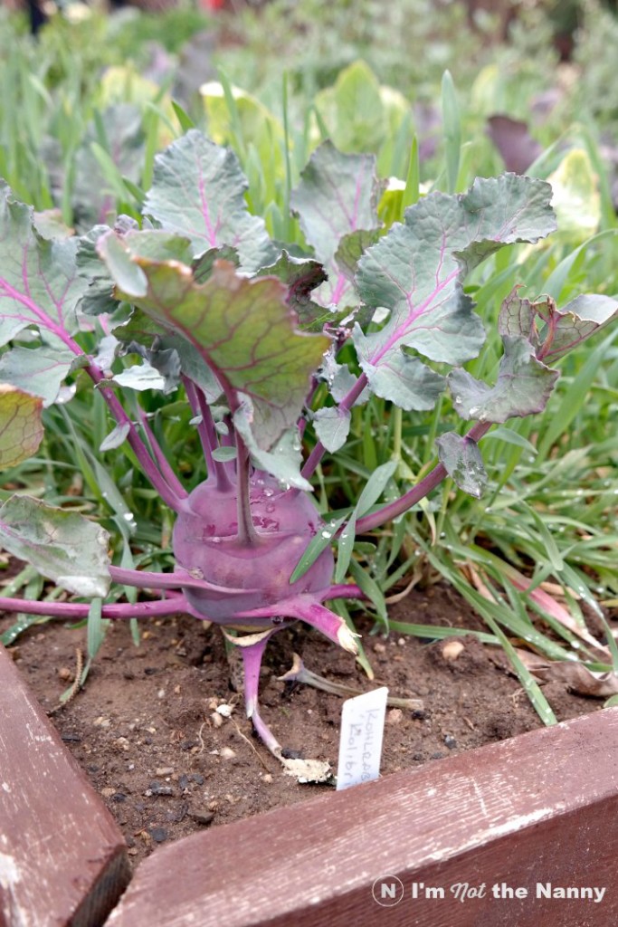 Kohlrabi White House Kitchen Garden