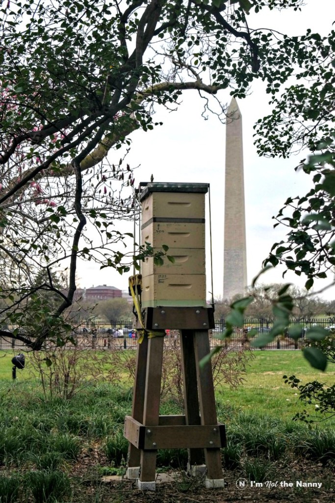 White House Beehive & Washington Monument