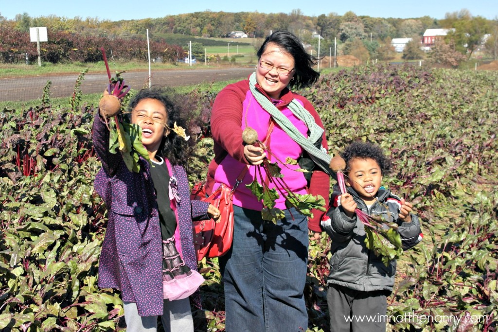 Larriland Farm Beet Picking- I'm Not the Nanny