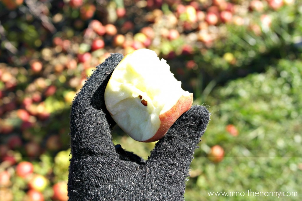 Larriland Farm Apple Picking - I'm Not the Nanny