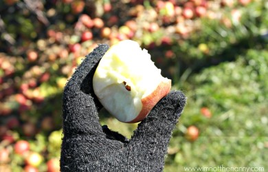 Larriland Farm Apple Picking - I'm Not the Nanny