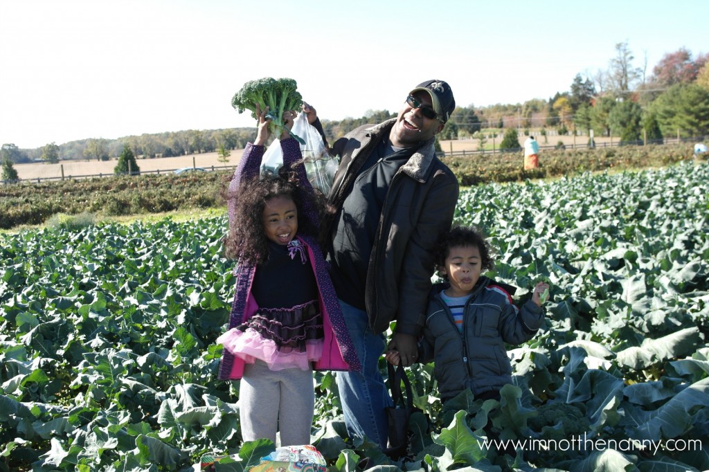 Larriland Farm Broccoli Picking