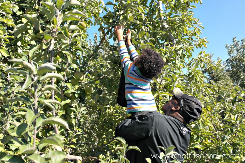 Larriland Farm Apple Picking Jaxson - I'm Not the Nanny