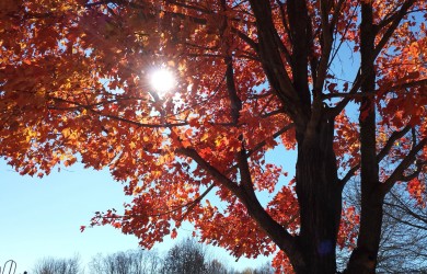 Sun through fall foliage leaves