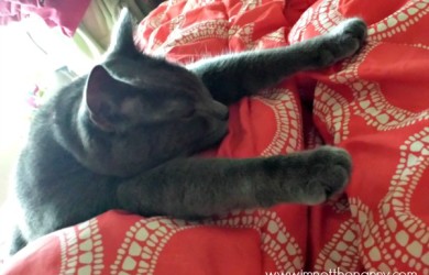 Pixie the Cat sleeping