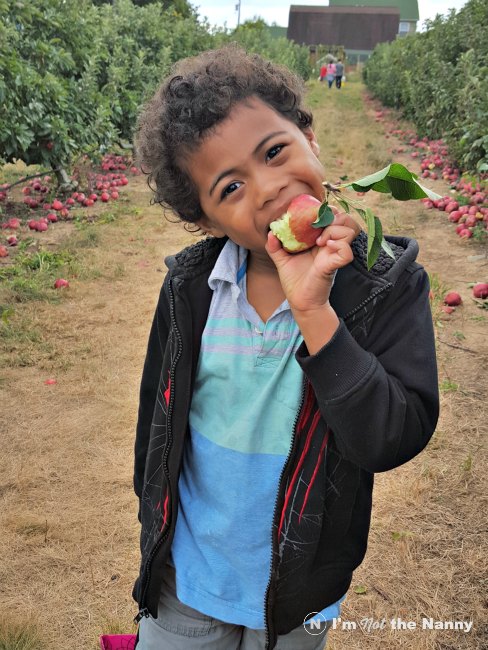 Jaxson sampling apple