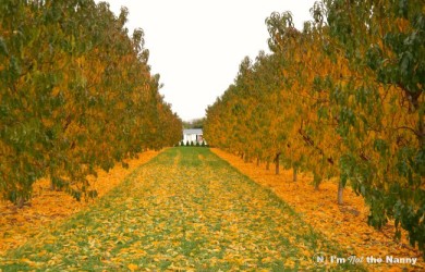 Flinchbaugh's Farm Apricot Orchard
