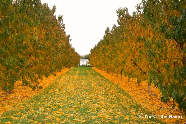 Flinchbaugh's Farm Apricot Orchard