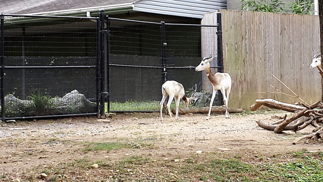 Gazelles at National Zoo