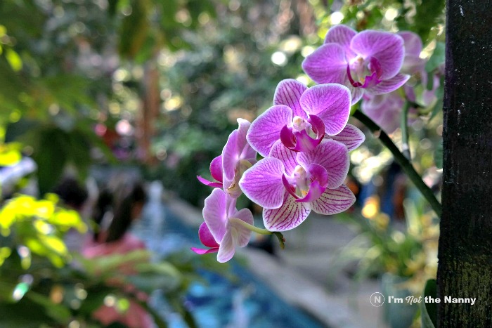 Botanic Gardens Orchids 