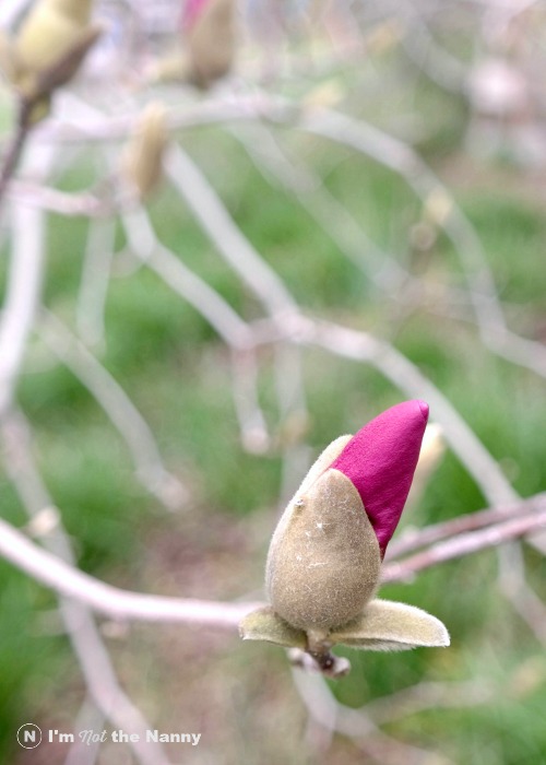 Purple Magnolia in White House Garden