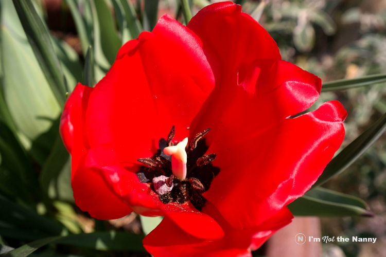 Red Tulip at Botanic Gardens