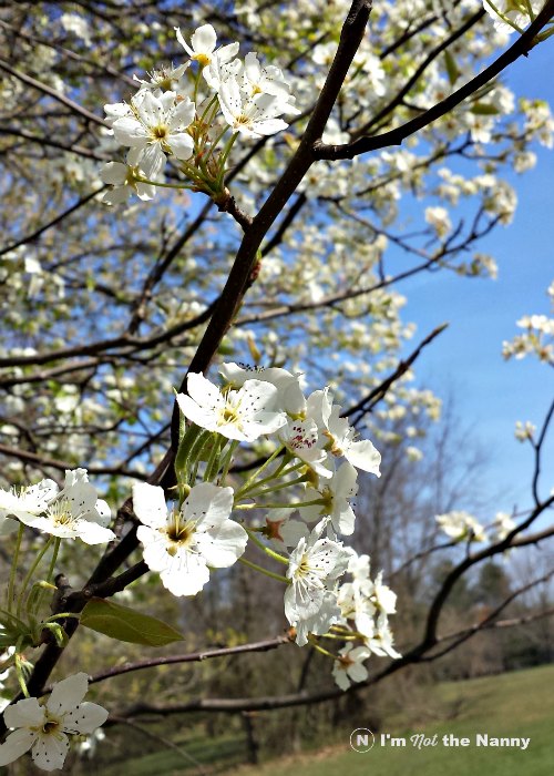 Cherry Blossoms 2016