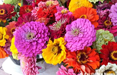 Fresh Zinnia Flowers