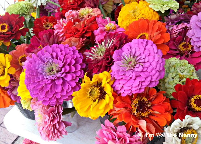 Fresh Zinnia Flowers