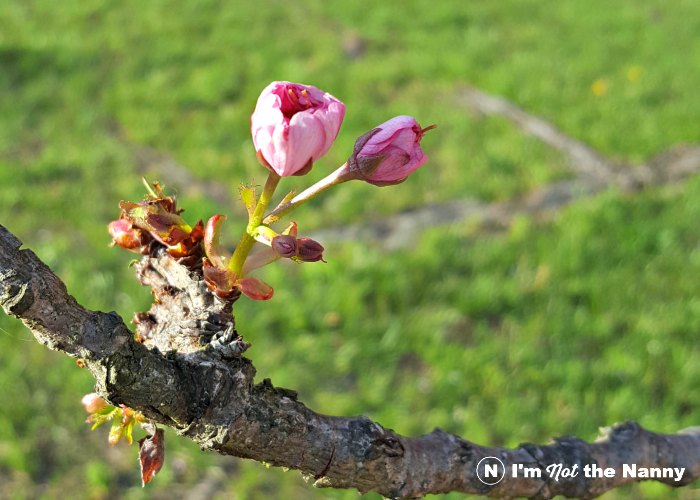 2 serene flowers ready to bloom